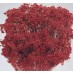 BLOOMS BROOM Red- 